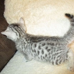 Aziza,Egyptian Mau, Silver, Female DOB 1-22-17