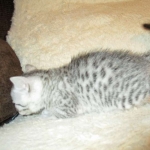 Aziza,Egyptian Mau, Silver, Female DOB 1-22-17