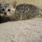 Aziza,Egyptian Mau, Silver, Female DOB 1-22-17