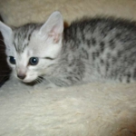 Aziza,Egyptian Mau, Silver, Female DOB 1-22-17