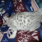 Aziza,Egyptian Mau, Silver, Female DOB 1-22-17
