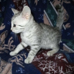 Aziza,Egyptian Mau, Silver, Female DOB 1-22-17