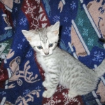 Aziza,Egyptian Mau, Silver, Female DOB 1-22-17