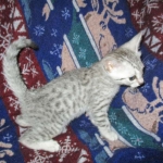 Aziza,Egyptian Mau, Silver, Female DOB 1-22-17