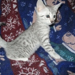 Aziza,Egyptian Mau, Silver, Female DOB 1-22-17