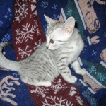 Aziza,Egyptian Mau, Silver, Female DOB 1-22-17