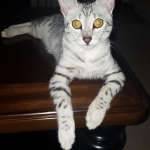 Aziza,Egyptian Mau, Silver, Female DOB 1-22-17
