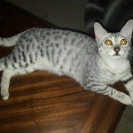 Aziza,Egyptian Mau, Silver, Female DOB 1-22-17