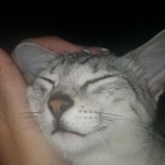 Aziza,Egyptian Mau, Silver, Female DOB 1-22-17