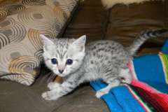 Cleopatra Egyptian Mau silver female DOB 10-11-14