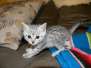 Cleopatra Egyptian Mau silver female DOB 10-11-14