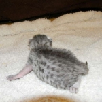 Mau Silver female DOB 10-11-14 001-800