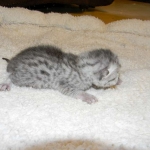 Mau Silver female DOB 10-11-14 004-800