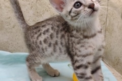 Egyptian Mau Silver female DOB 11-16-23