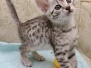 Egyptian Mau Silver female DOB 11-16-23