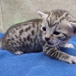 Mau silver female DOB 11-16-23