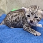 Mau silver female DOB 11-16-23