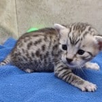 Mau silver female DOB 11-16-23