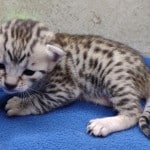 Mau silver female DOB 11-16-23