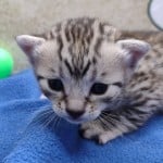 Mau silver female DOB 11-16-23