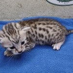 Mau silver female DOB 11-16-23