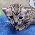 Mau silver female DOB 11-16-23