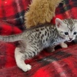 Mau silver female DOB 11-16-23