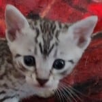 Mau silver female DOB 11-16-23