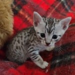 Mau silver female DOB 11-16-23