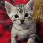 Mau silver female DOB 11-16-23