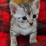 Mau silver female DOB 11-16-23