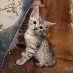 Mau silver female DOB 11-16-23