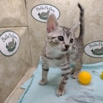 Mau silver female DOB 11-16-23