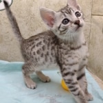 Mau silver female DOB 11-16-23