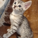 Mau silver female DOB 11-16-23