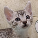 Mau silver female DOB 11-16-23