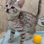 Mau silver female DOB 11-16-23