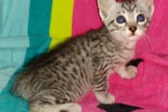 Cleo Egyptian Mau Silver Female DOB 2-17-20