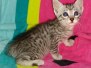 Cleo Egyptian Mau Silver Female DOB 2-17-20