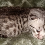 Mau, Silver, Female, DOB 2-17-20