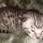 Mau, Silver, Female, DOB 2-17-20