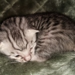 Mau, Silver, Female, DOB 2-17-20