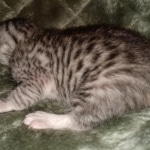 Mau, Silver, Female, DOB 2-17-20