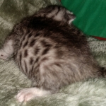 Mau, Silver, Female, DOB 2-17-20