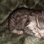 Mau, Silver, Female, DOB 2-17-20