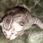 Mau, Silver, Female, DOB 2-17-20