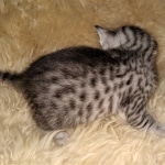 Mau, Silver, Female, DOB 2-17-20