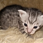 Mau, Silver, Female, DOB 2-17-20