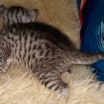 Mau, Silver, Female, DOB 2-17-20