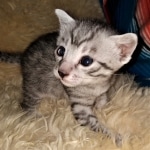 Mau, Silver, Female, DOB 2-17-20